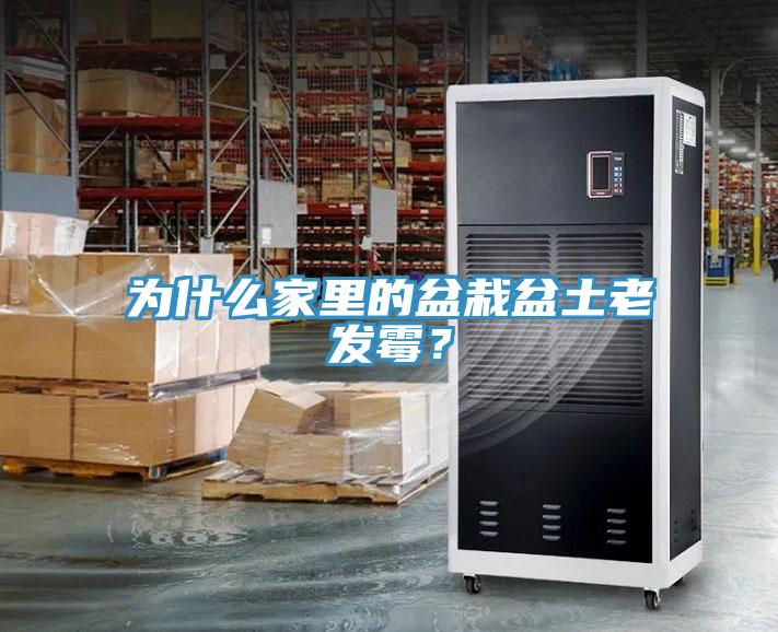 為什麽家裏的盆栽盆土老發黴？